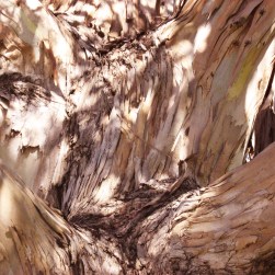 013 1-31-15 square crop